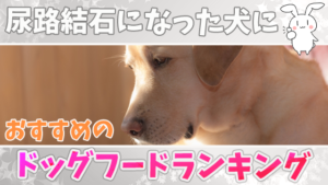 尿路結石になった犬におすすめのドッグフードランキング