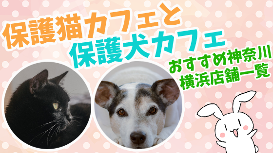 保護猫カフェと保護犬カフェおすすめ神奈川横浜店舗一覧